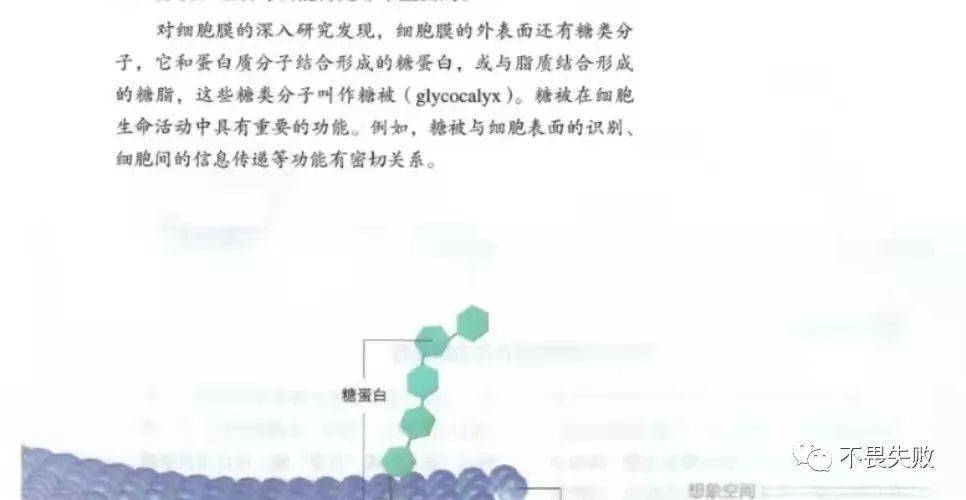 与新教材当中"糖被"概念:细胞膜的外表面还有糖类分子,它和蛋白质分子