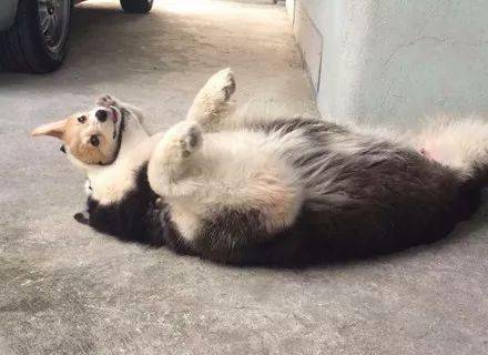 崩溃主人领回了只柯基，没想到二哈就不淡定了，下一秒差点要了狗命！