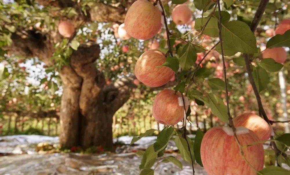 67苹果届的"祖师爷",快来围观"中国现存最长树龄苹果树"!_登州