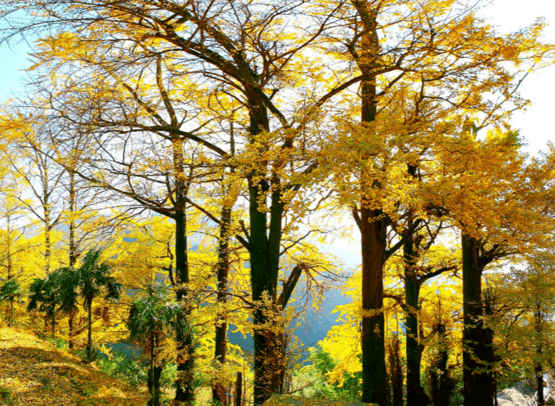 秋天的绚烂藏在金佛山的彩林里