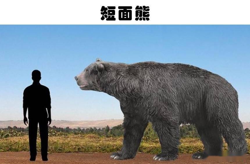 短面熊和猛犸象图片
