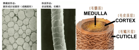 关于毛织物的结构及染色工艺 你知道多少 羊毛