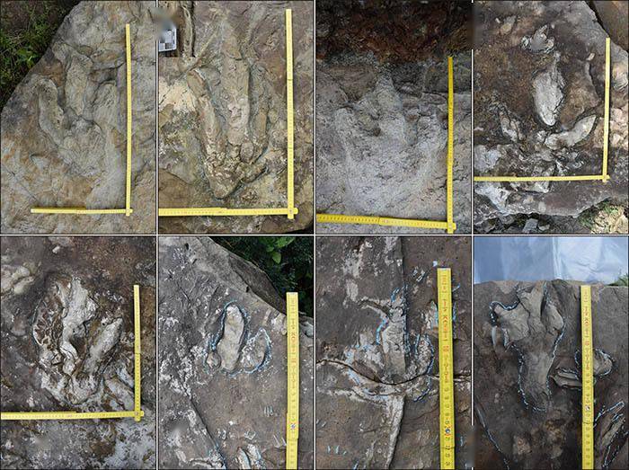 陕西境内发现国内已知最大的兽脚类恐龙足迹化石