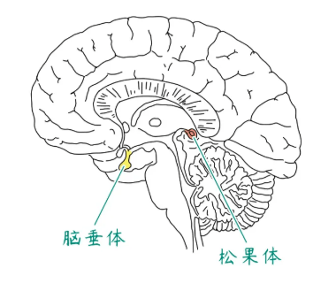 松果体和脑垂体人的脑袋里有两个腺体变 矮01甚至是——身体变虚变矮