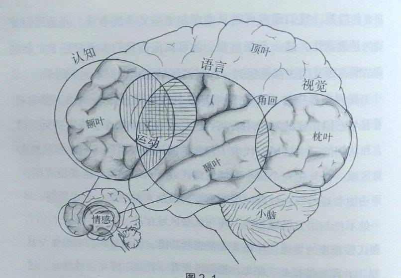 大脑半球外侧面素描图片