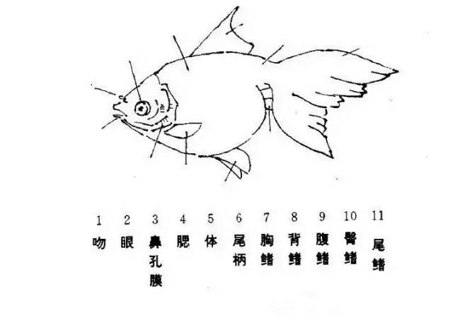 魚類一屬脊椎動物,冷血類,結構如以下圖示:↓↓↓在後來的年代中,如玉