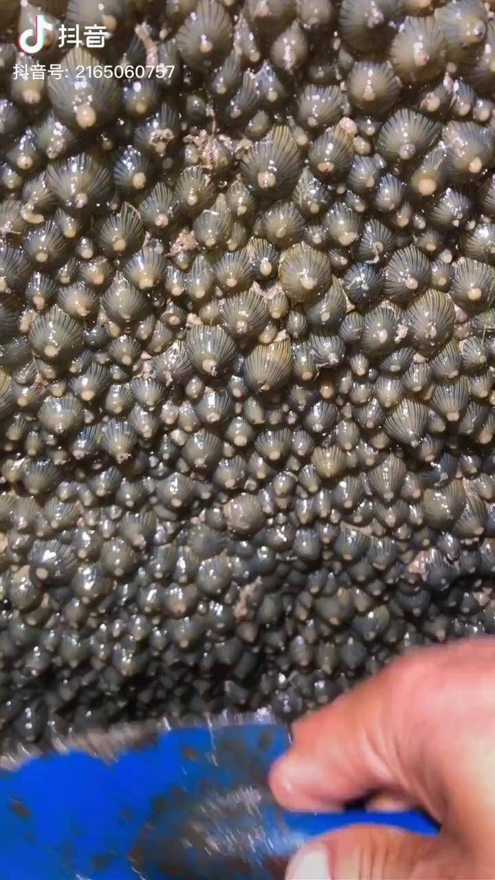 海西瓜是不可以吃的赶海 赶海赶海