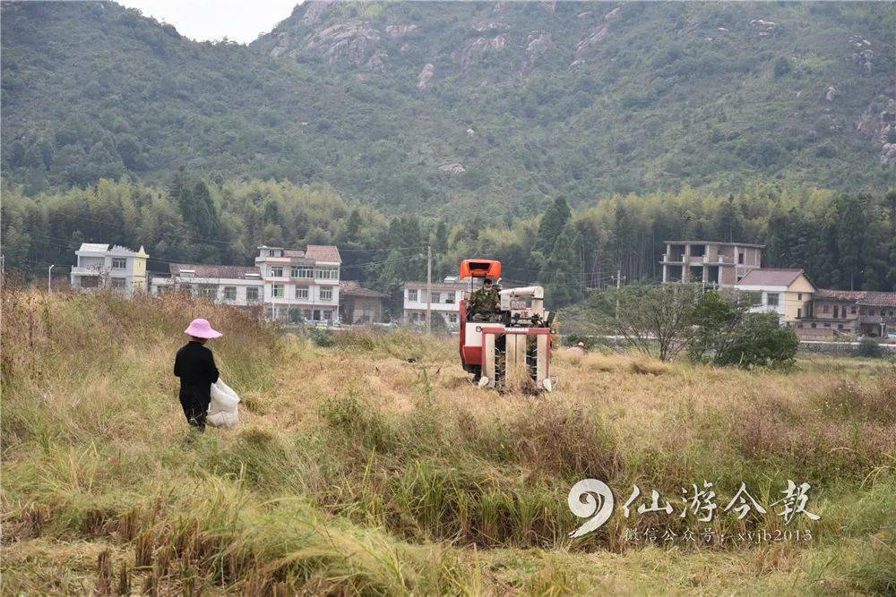 最近仙遊此地的網紅打卡點被割啦