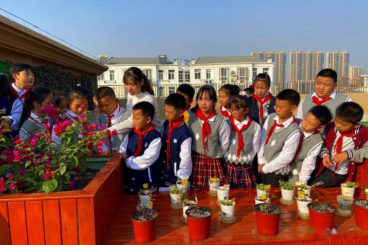 武汉市东西湖区恋湖小学,打造多彩种植园,落实"双减"