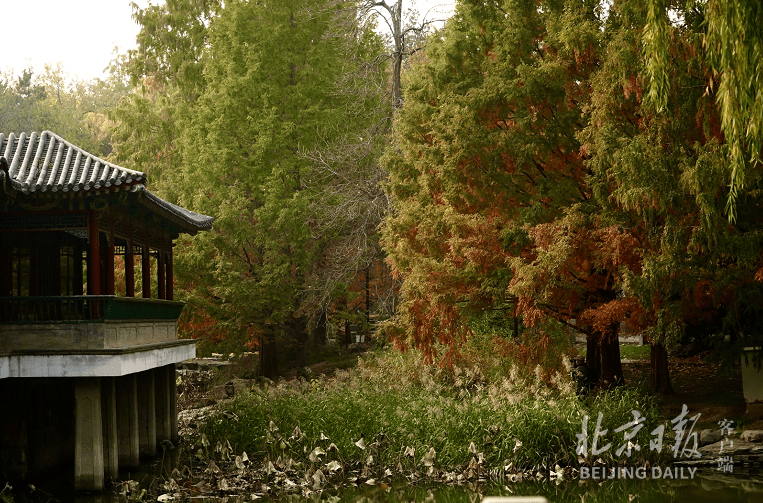 茅亭|“秋染茅亭”，中山公园迎来最美季节