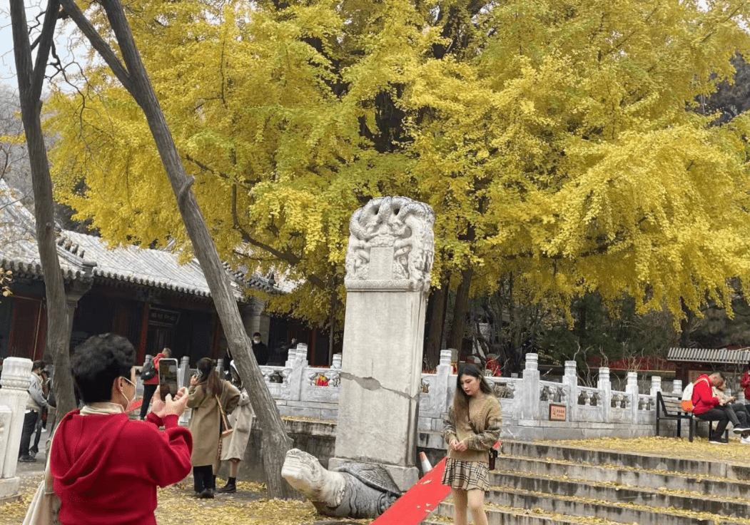 树为|一叶知秋！潭柘寺千年银杏树进入最佳观赏期