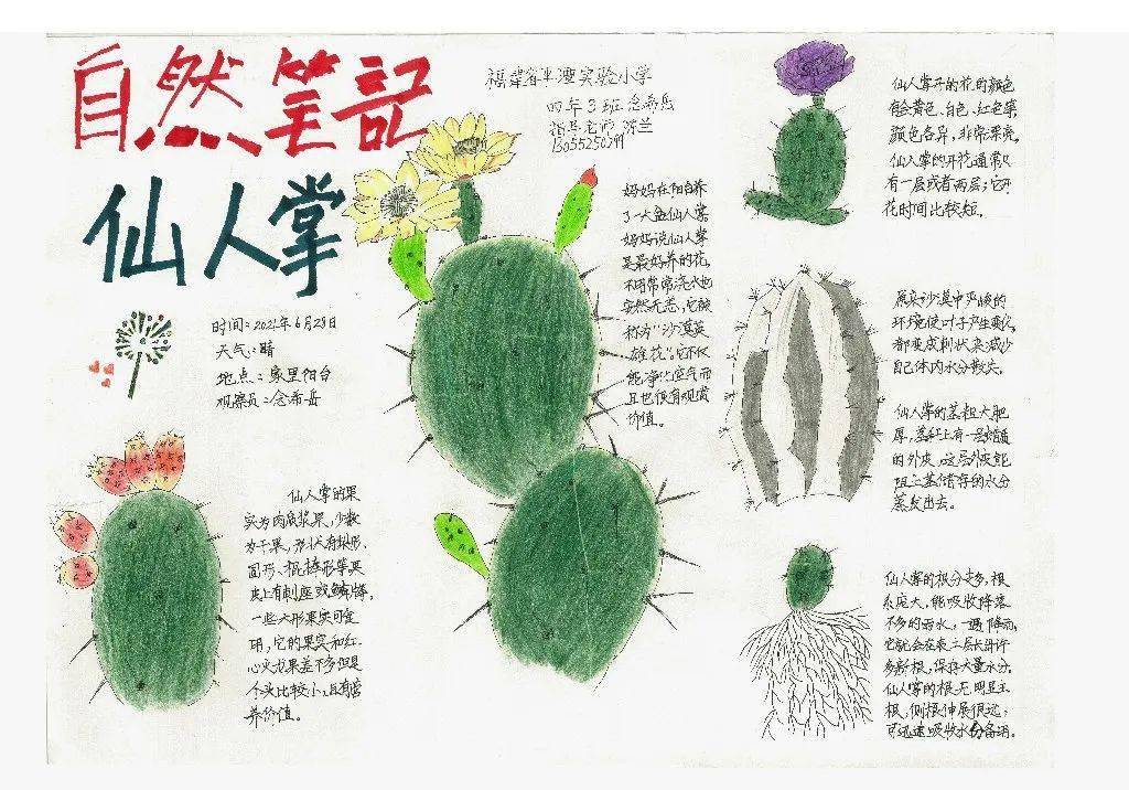 写植物记录卡仙人掌图片