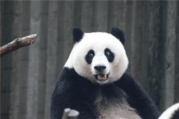 熊猫是黑白色用英语怎么说