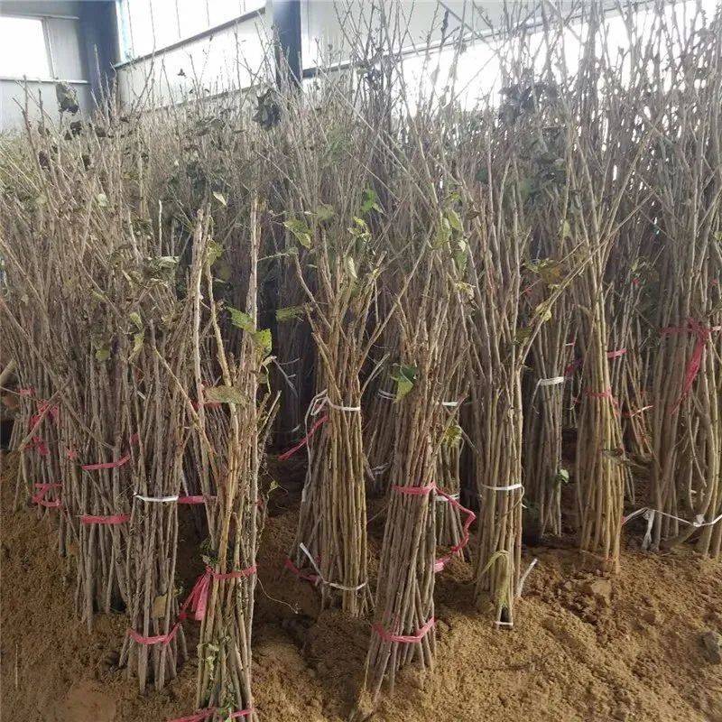 【苗木】甜樱桃砧木点评与选择！适应范围加以点评_山樱