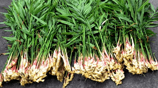 事关铜陵白姜保护我市这样出手