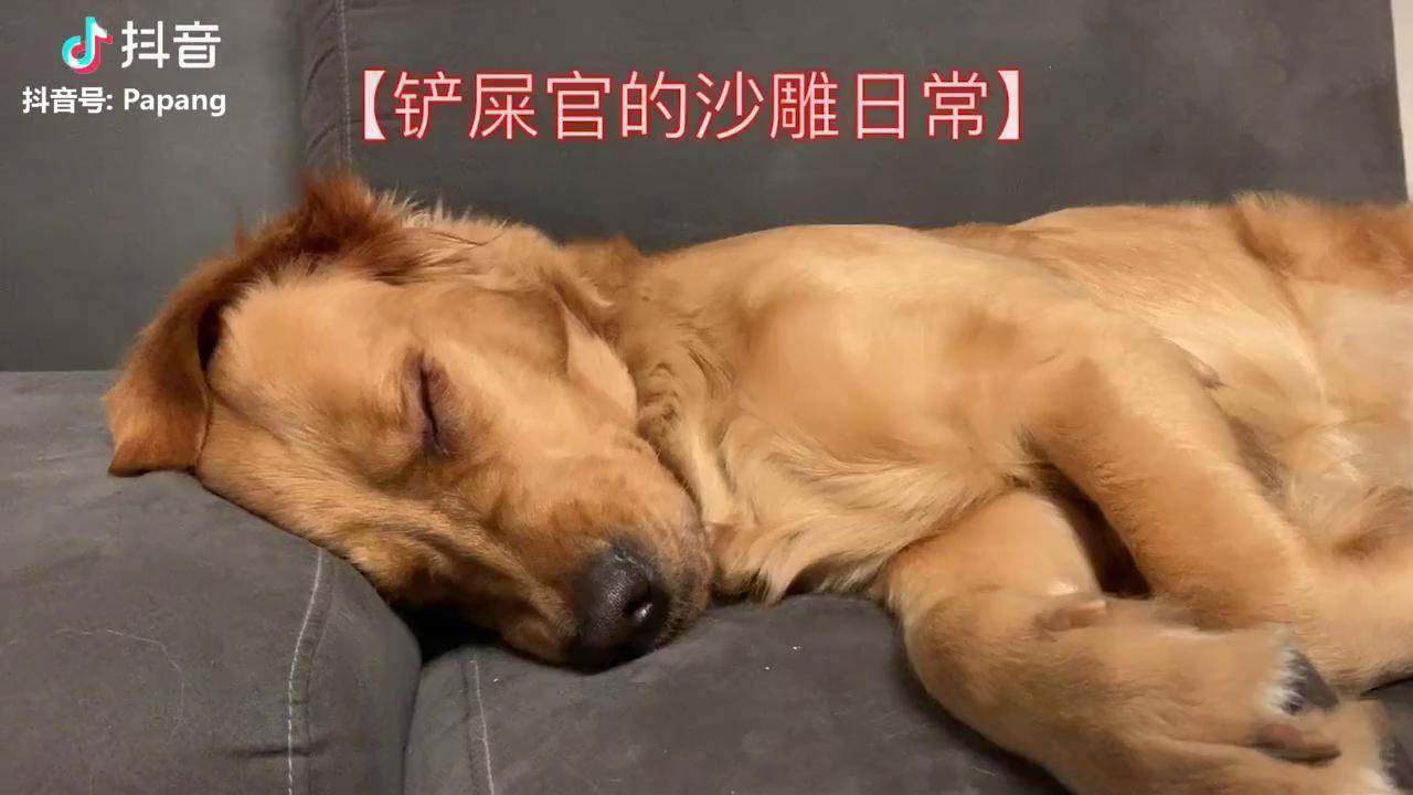 金毛沙雕沙雕沙雕早上不让我睡觉晚上我会好好善待你的