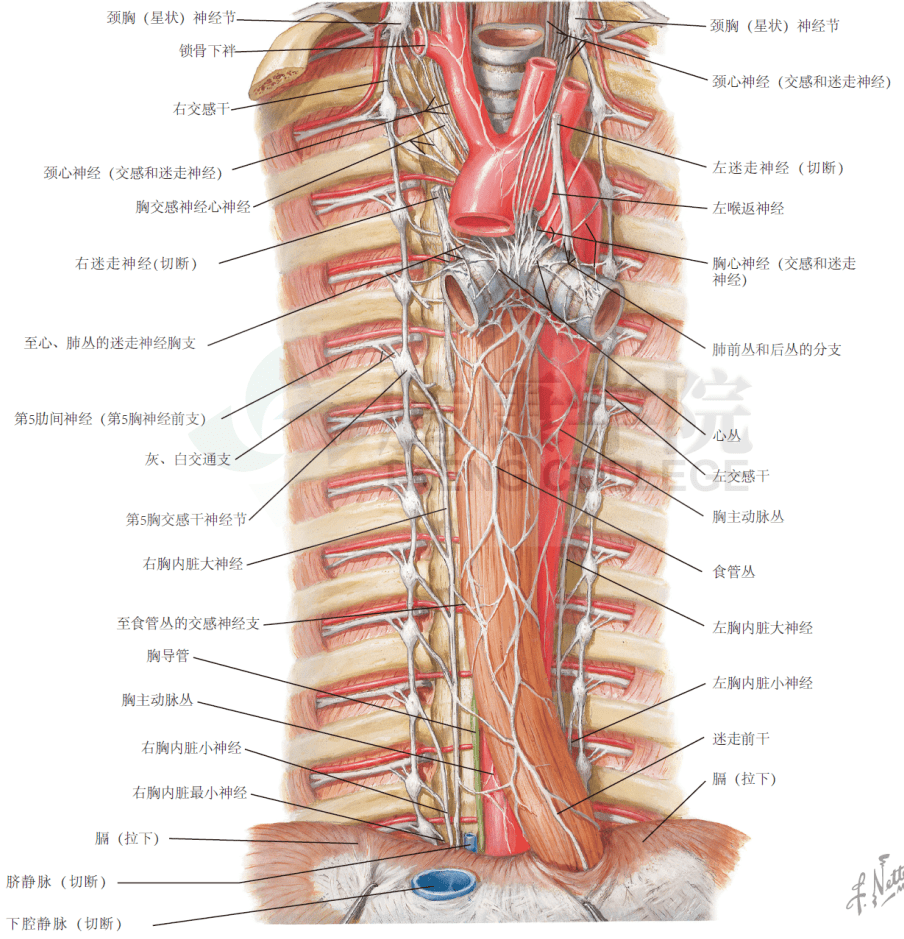 胸神经分布图图片