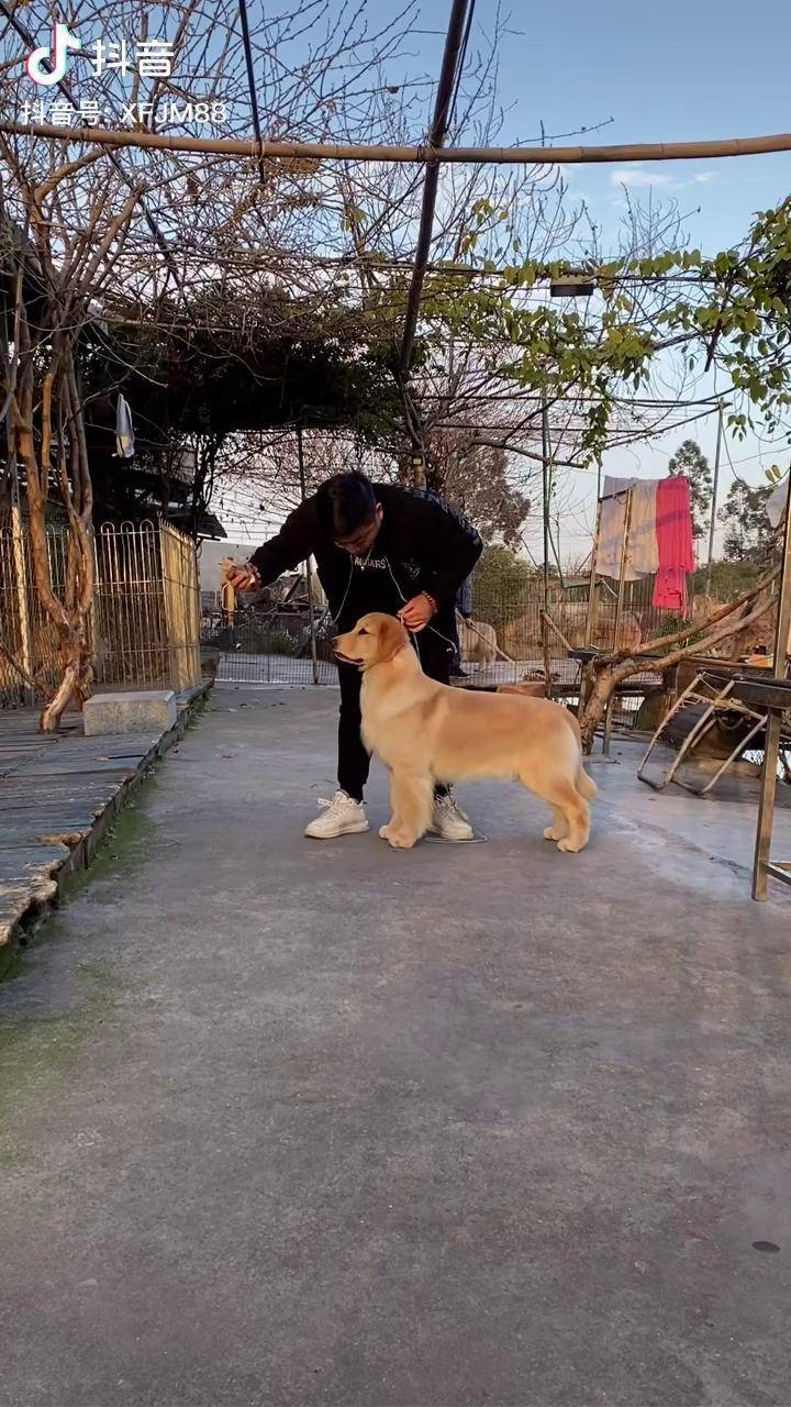赛级金毛站姿训练温州幸福金毛俱乐部 金毛 dou 小助手
