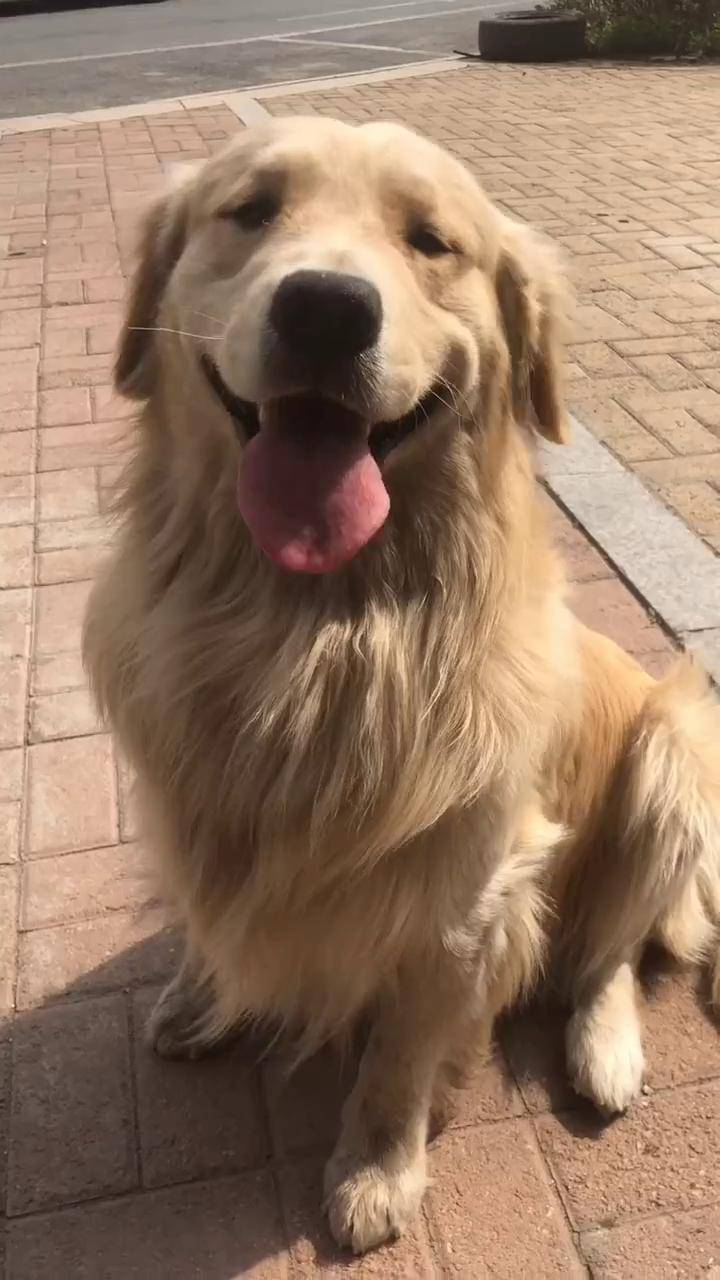 一夸它全程美的不行了一直列个大嘴巴子乐狗狗金毛家有萌宠