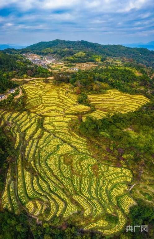 金丝皇|福建长汀汤屋村：金丝皇菊成为致富“黄金花”