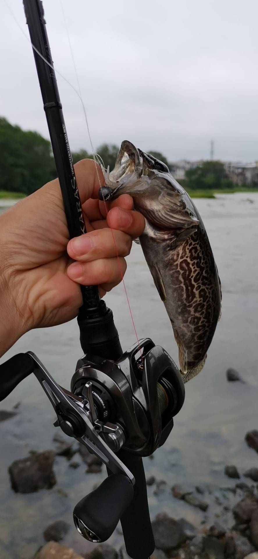 秋季河道探鳜鱼路亚标点很重要