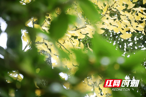 新田龙家大院：银杏金黄古韵浓