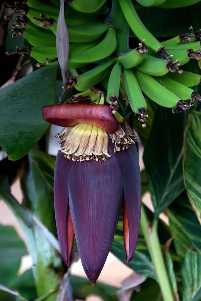 香蕉花,硕大的花瓣,开得特别霸气!