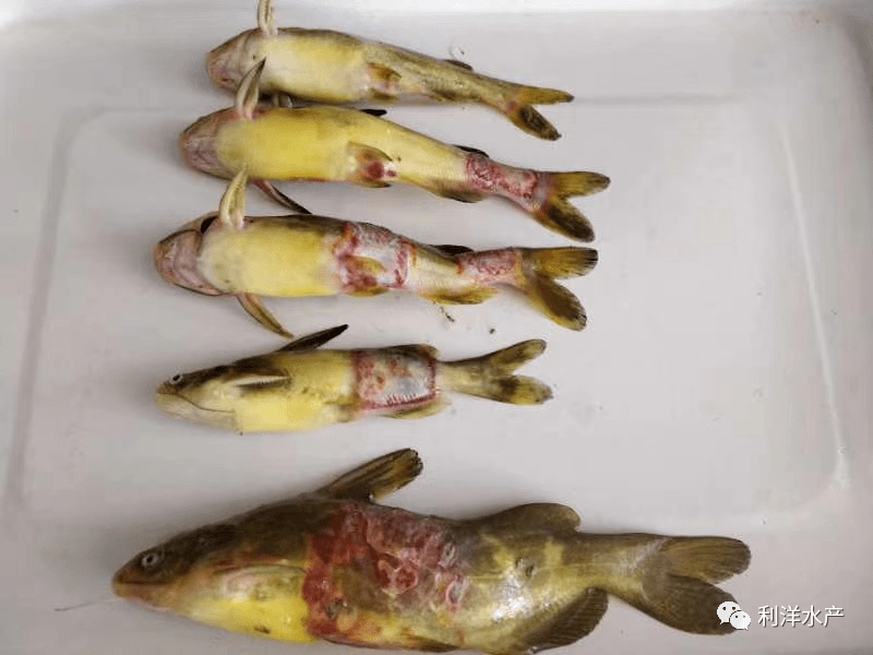 鱼类专题黄颡鱼烂身症利洋方案显奇效