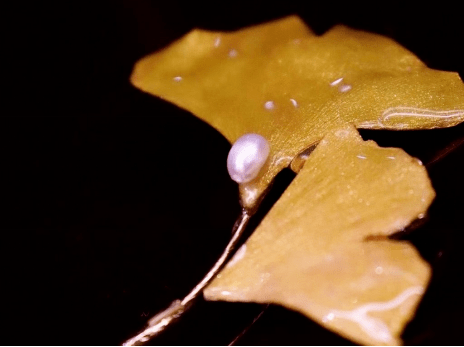 用自然植物和滴膠組合成鑰匙扣掛件草木問道一直致力於傳統天然染色的