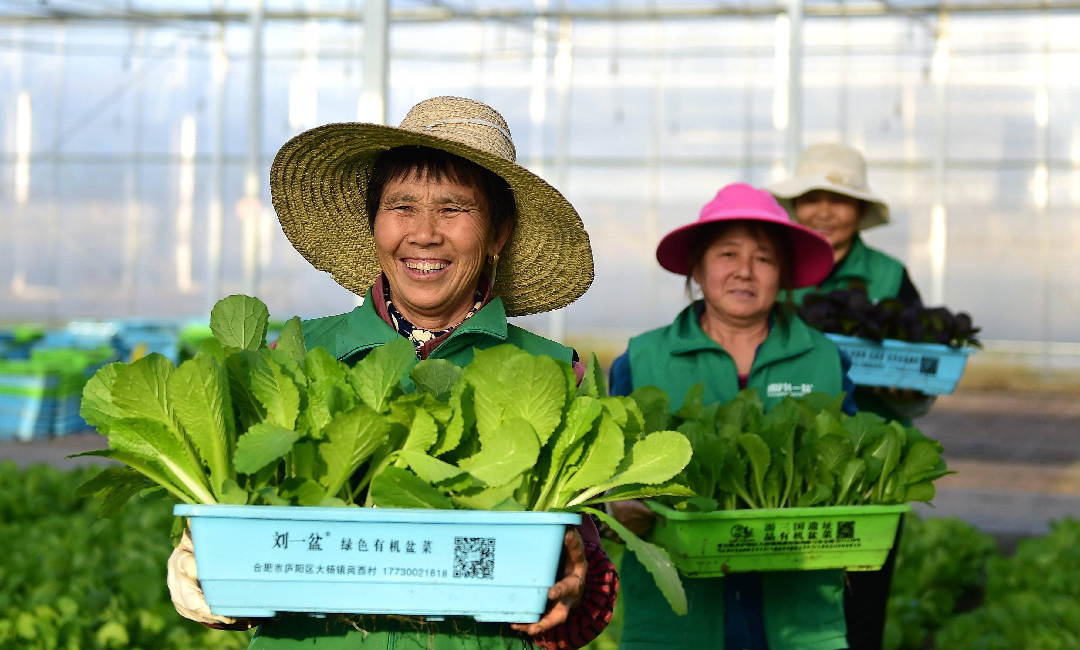 11月8日,安徽合肥市庐阳区大杨镇岗西村蔬菜基地工人在采收新鲜蔬菜