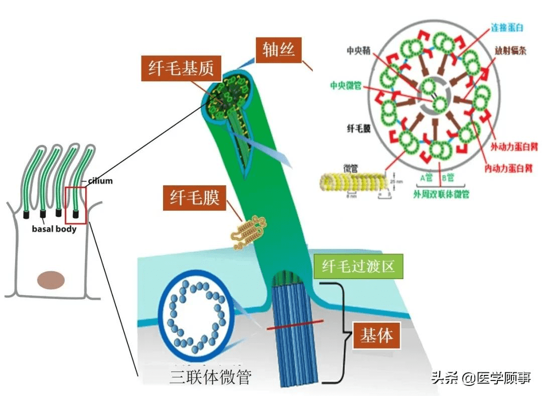 纤毛—细胞的"船桨"与"天线"_运动