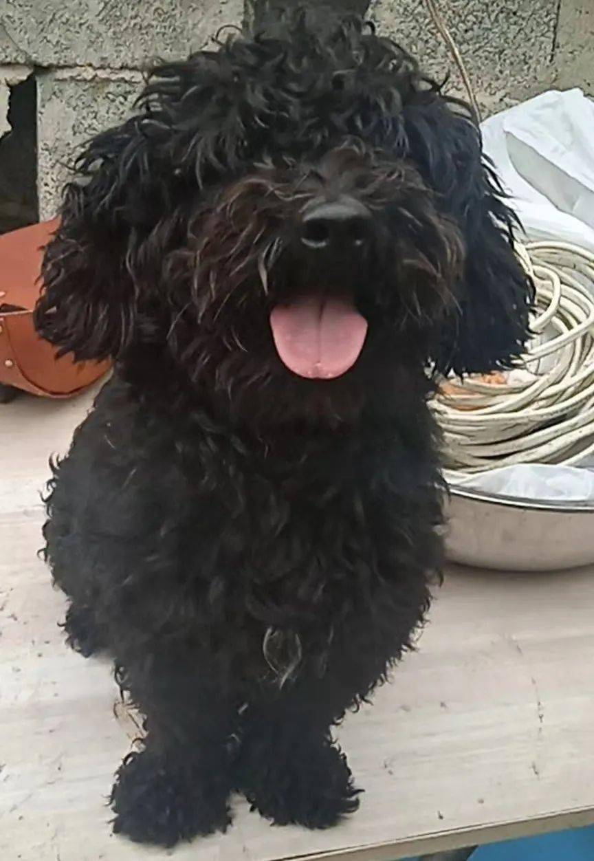 收容时间:2021年11月4日 10:00 收容地点:兴贸路 犬 种:柯基犬 毛 色