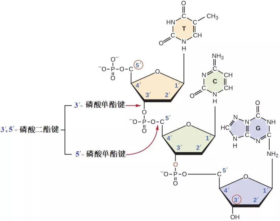 磷酸二酯键图解图片