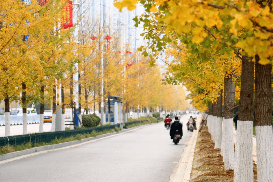 寻找邳州十大最美行道树就差你一票