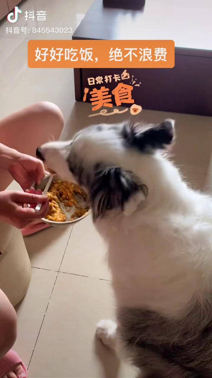 边牧萌宠日常记录认认真真吃饭的干饭狗