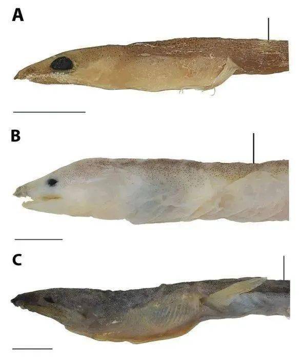 鱼类研究者pogonoski对此进行了研究,最后发现,蛇鳗一旦被鱼吞下,它