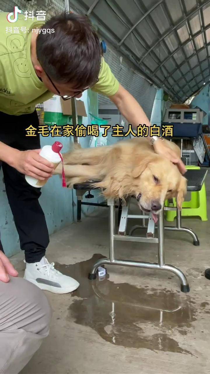 金毛犬在家偷喝了主人的白酒