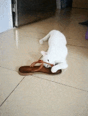 b651ff0c076e4d2caceec05a447db100.gif
