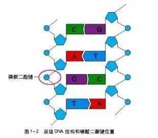 磷酸二酯键的形成图片