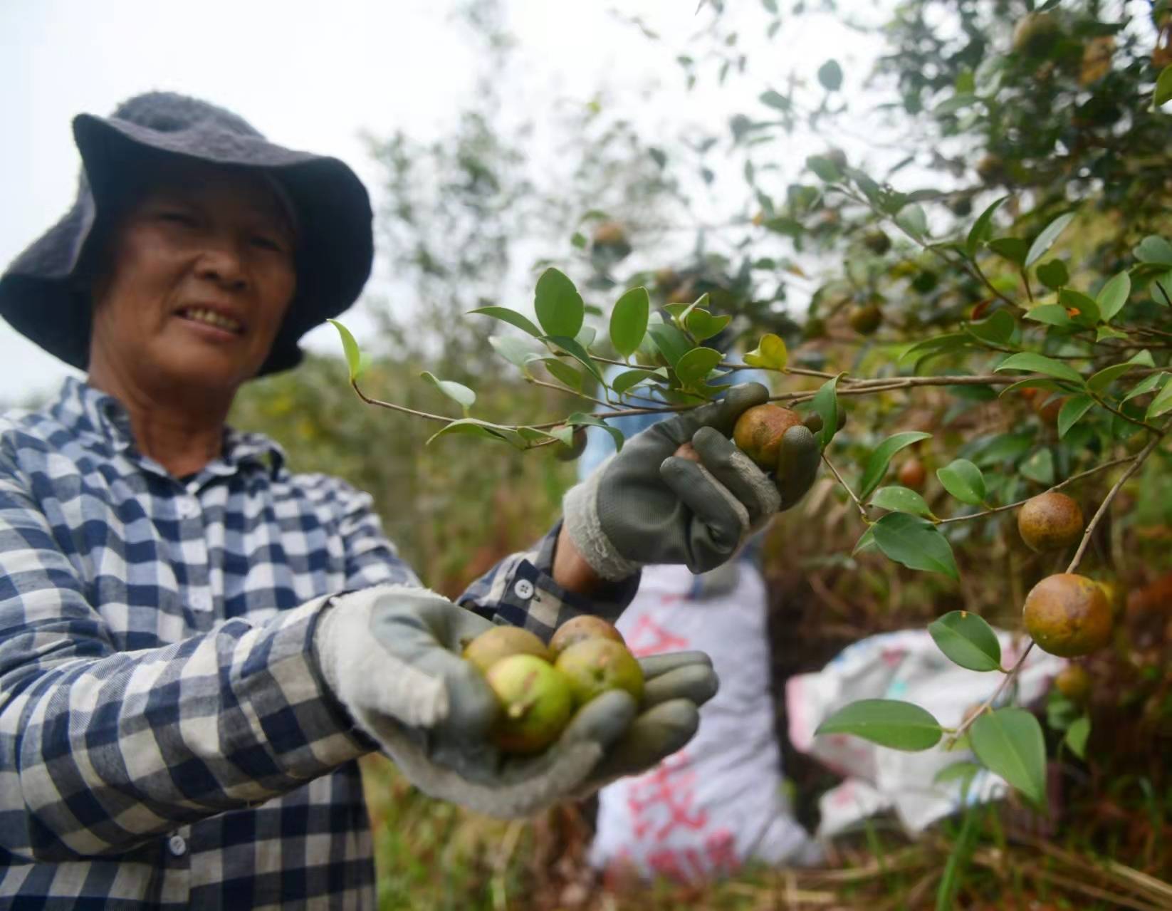 广东油茶再迎丰收大年260万亩油茶林结出致富果