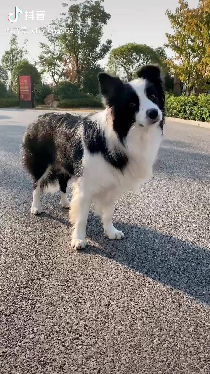 像一个沙雕萌宠推荐官边牧狗