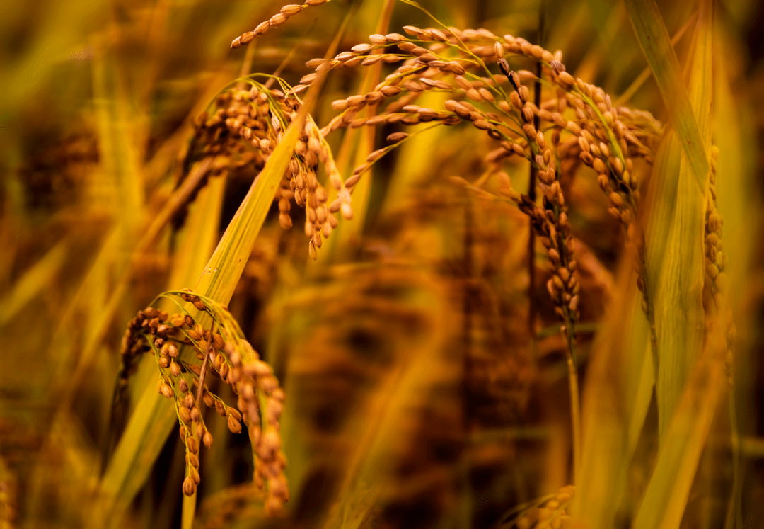 吉林舒兰大米成为中国第38次南极科考队员三餐主食!_品质