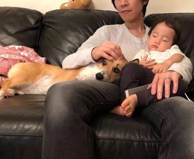 Yuta千万不能小看柯基，人家带起孩子来可是比保姆都专业！
