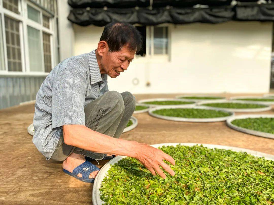 正宗中国台湾东方美人茶王邓国权亲制蝉联20年大奖