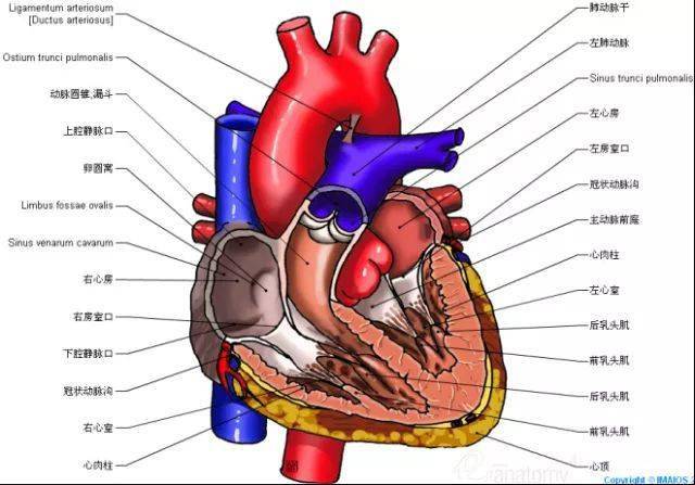 太讚了最全心臟解剖圖集合趕快珍藏起來