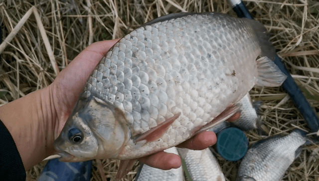 同樣用蚯蚓釣魚別人釣得多你釣得少可能在掛法上就輸了