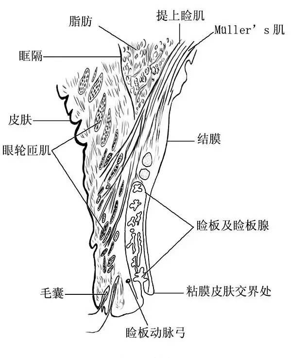 眼球結膜的橫截面圖眼球的外部肌肉解剖圖眼球睫狀體的後面觀正常眼底