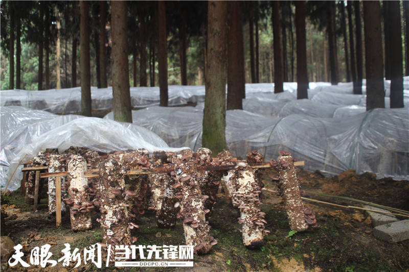湄潭县西河镇：林下3万菌棒待摘！