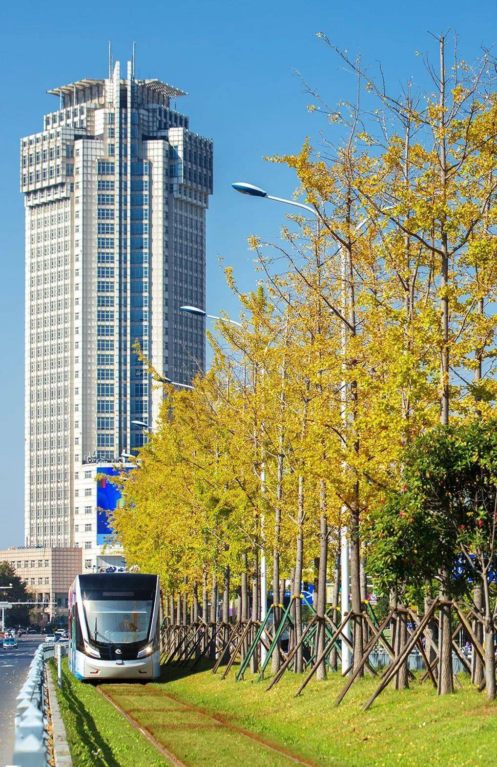 翔宇大道▲ 翔宇大道上的银杏树一片金黄,乘坐"小火车",行驶在金色