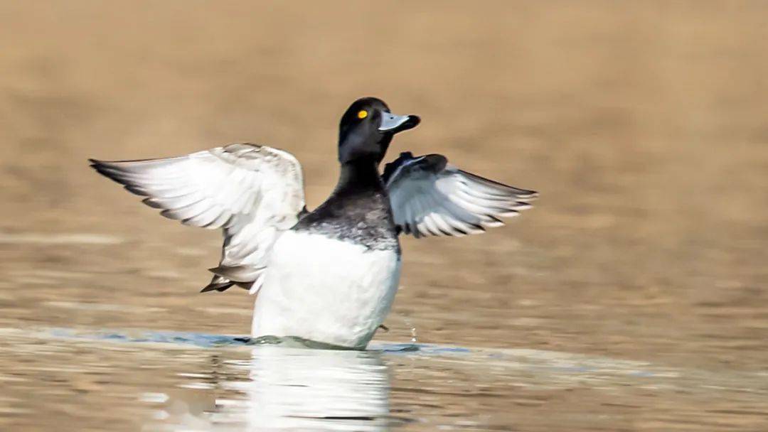 山西鸟类图鉴凤头潜鸭